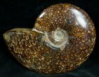 Cleoniceras Ammonite Fossil - Madagascar #7351-1